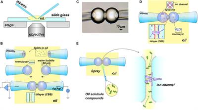 Physical and Chemical Interplay Between the Membrane and a Prototypical Potassium Channel Reconstituted on a Lipid Bilayer Platform